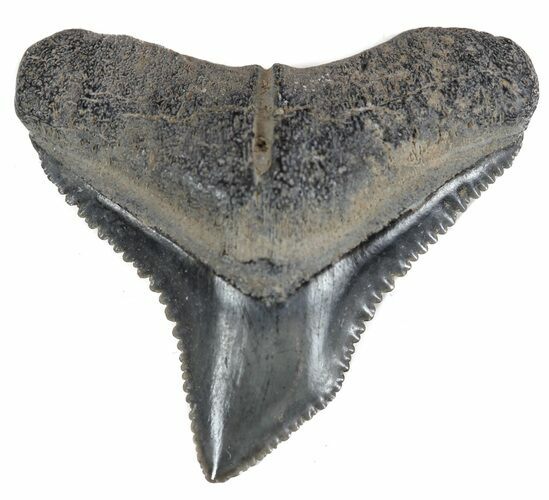 .83" Fossil Bull Shark Tooth Florida For Sale (61628)
